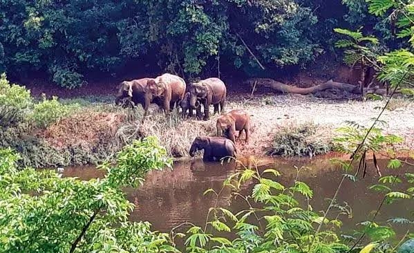 ಸುಳ್ಯ ನಗರ ಸಮೀಪ ಭಸ್ಮಡ್ಕ ಭಾಗದಿಂದ‌ ಸುಳ್ಯ ಕಡೆಗೆ ಬರುತ್ತಿರುವ ಕಾಡಾನೆಗಳ ಹಿಂಡು..!ಸ್ಥಳೀಯರಲ್ಲಿ ಆತಂಕ.