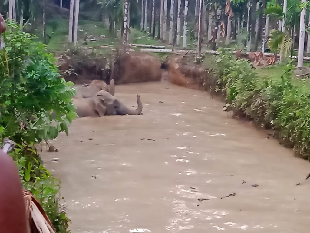 ಅಜ್ಜಾವರದಲ್ಲಿ ಆಹಾರ ಅರಸಿ ಬಂದ ಕಾಡನೆಗಳ ಹಿಂಡು: ತೋಟದ ಕೆರೆಗೆ ಬಿದ್ದು ಮೇಲೆ ಬರಲಾಗದೆ ಚಡಪಡಿಸುತ್ತಿರುವ ನಾಲ್ಕು ಆನೆಗಳು.