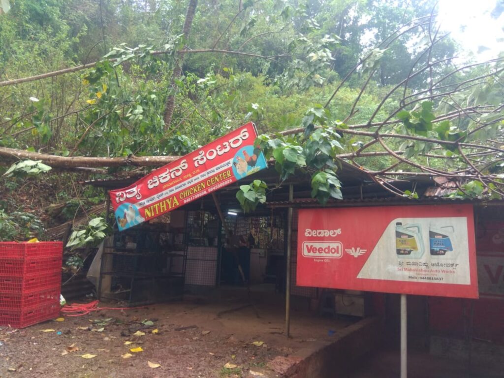 ಪರಿವಾರಕಾನದಲ್ಲಿ ನಿತ್ಯ ಚಿಕನ್ ಸೆಂಟರ್ ಮೇಲೆ ಮರ ಬಿದ್ದು ಹಾನಿ