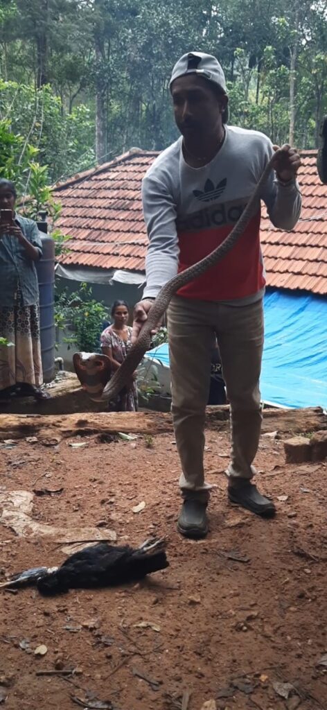 ನೆಲ್ಲಿಹುದಿಕೇರಿ ಗ್ರಾಮದಲ್ಲಿ ಬೃಹತ್ ಗಾತ್ರದ ನಾಗರಹಾವು ಸೆರೆ.