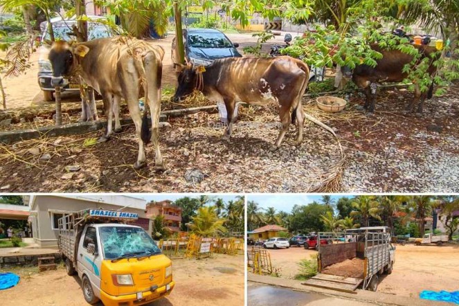 ನಸುಕಿನಲ್ಲೇ ಅಕ್ರಮ ಗೋ ಸಾಗಾಟ : ಮೂರು ಹಸುಗಳ ರಕ್ಷಣೆ- ಆರೋಪಿಗಳು ಪರಾರಿ..!