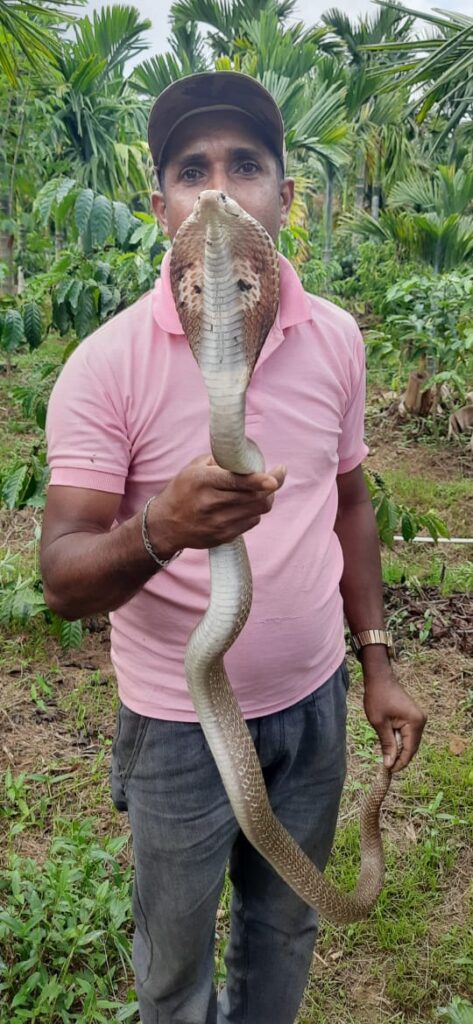 ಬೃಹತ್ ಗಾತ್ರದ ಐದು ಅಡಿ ಉದ್ದದ ನಾಗರಹಾವು ಸೆರೆ