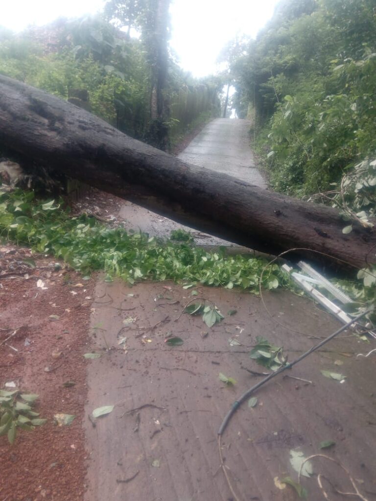 ಕಲ್ಚೆರ್ಪೆ ತ್ಯಾಜ್ಯ ವಿಲೇವಾರಿ ಮಾಡಲಾಗುತ್ತಿದ್ದಜಾಗದಲ್ಲಿದ್ದ ಬೃಹದಾಕಾರದ ಮರ ಬಿದ್ದು ಕೃಷಿ ಹಾನಿ.