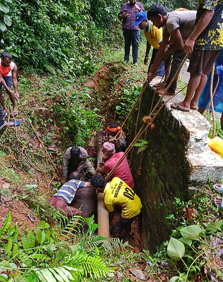 ಮೋರಿಯ ಕೆಳಗೆ, ಕಪೌಂಡ್ ಸೆರೆಗೆ ಬಿದ್ದ ದನ, ಎತ್ತು : ಮಾನವೀಯತೆ ಮೆರೆದ ರವಿ ಕಕ್ಕೆಪದವು ತಂಡ.
