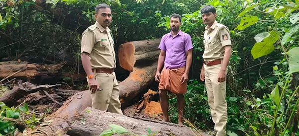 ಉಪ್ಪಿನಂಗಡಿ: ಮರ ಕಳ್ಳತನ ಪ್ರಕರಣ; ಆರೋಪಿ ಸೆರೆ.