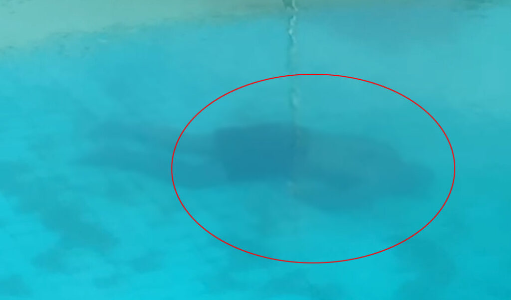 ಮಂಗಳೂರು: ಕೇರಳ ಮೂಲದ ಬ್ಯಾಂಕ್ ಅಧಿಕಾರಿ ಮಂಗಳೂರಿನ ಸ್ವಿಮ್ಮಿಂಗ್ ಪೂಲ್ ನಲ್ಲಿ ಶವವಾಗಿ ಪತ್ತೆ.