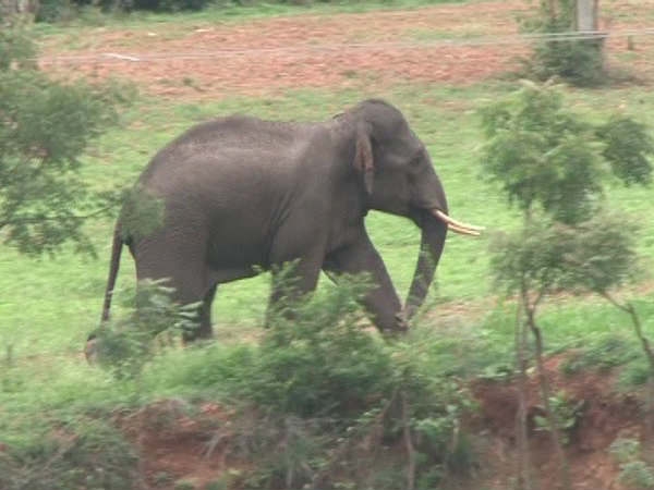 ಕಡಬದಲ್ಲಿ ಹಸು ಬಲಿ ಕಾಡಾನೆ ದಾಳಿ ಶಂಕೆ. ಜನರಲ್ಲಿ ಮತ್ತೆ ಹೆಚ್ಚಿದ ಆತಂಕ.