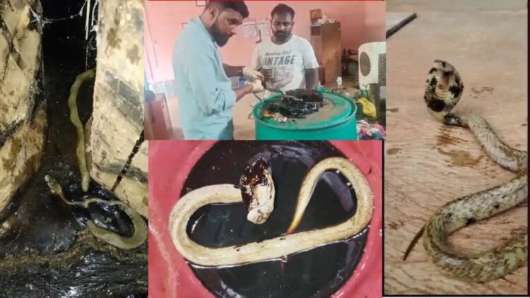 ಪುತ್ತೂರುನಲ್ಲಿ ಸ್ನೇಕ್ ತೇಜಸ್ ಅವರಿಂದ ಡಾಂಬರ್ ನಲ್ಲಿ ಸಿಲುಕಿದ್ದ ನಾಗರಹಾವಿನ ರಕ್ಷಣೆ.