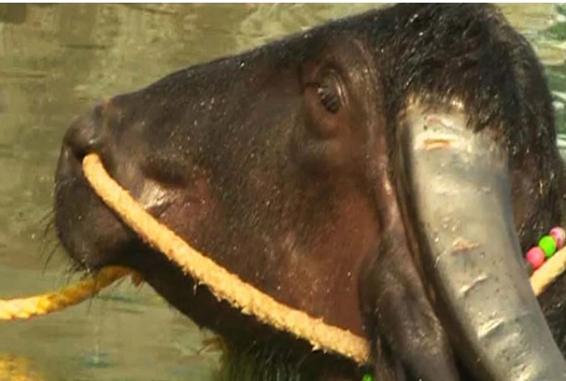 ಬಂಟ್ವಾಳದಲ್ಲಿ ಕಾಣೆಯಾಗಿದ್ದ 3ಕೋಣಗಳಲ್ಲಿ ಎರಡು ಕೋಣಗಳು ಜೀವಂತವಾಗಿದ್ದು ಒಂದು ಕೋಣ ಶವವಾಗಿ ಪತ್ತೆ…!