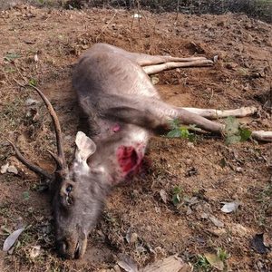 ನೆರಿಯ ಕಾಡಿನಲ್ಲಿ ಚಿರತೆ ದಾಳಿಯಿಂದ ರಕ್ತಸಾವ್ರಗೊಂಡು ಕಡವೆ ಸಾವು:ಪ್ರಕರಣ ದಾಖಲಿಸಿಕೊಂಡ ಅರಣ್ಯ ಇಲಾಖೆ