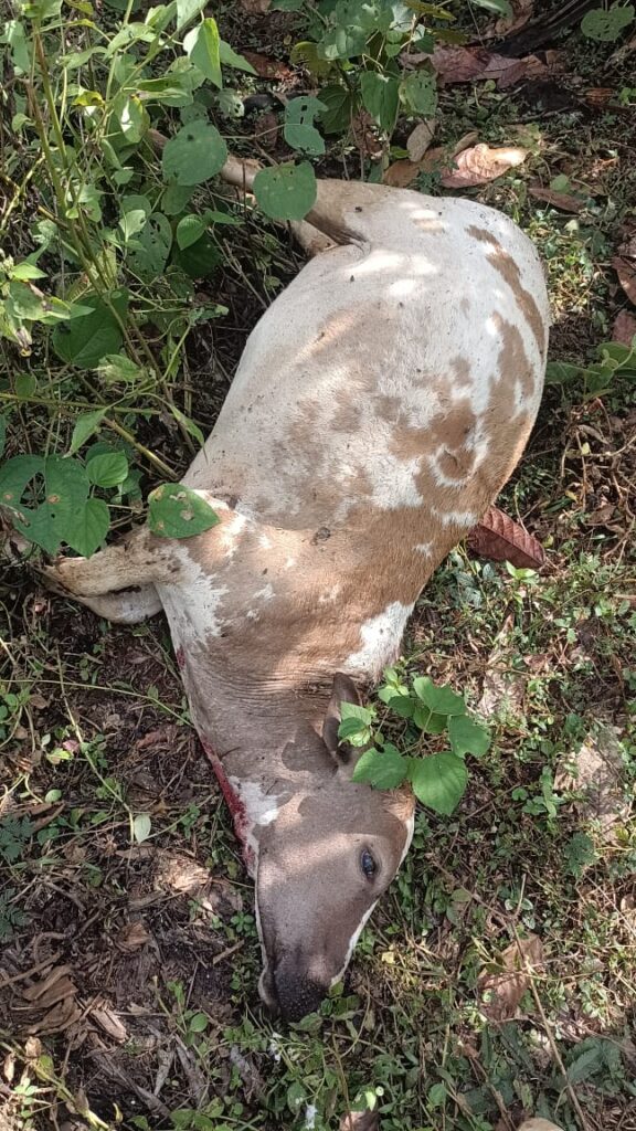 ಅರ‌ಂತೋಡು: ಅಡ್ಕಬಳೆಯಲ್ಲಿ ಚಿರತೆ ದಾಳಿಗೆ ಕರು ಬಲಿ.