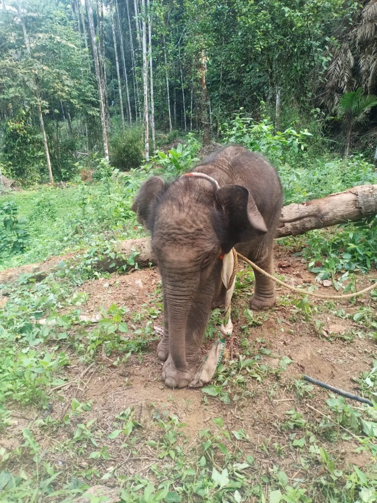 ಸುಳ್ಯ ತಾಲೂಕಿನ ಮಂಡೆಕೋಲಿನಲ್ಲಿ ಕನ್ಯಾನದಲ್ಲಿ ಆನೆಗಳ ಗುಂಪಿನಿಂದ ಬೇರ್ಪಟ್ಟಿರುವ ಮರಿಯಾನೆಯನ್ನು ಅದರ ತಾಯಿಯೊಂದಿಗೆ ಸೇರಿಸುವಲ್ಲಿ  ಅರಣ್ಯಾಧಿಕಾರಿಗಳು ಯಶಸ್ವಿ.