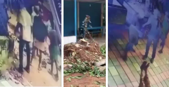 ನೆಲ್ಯಾಡಿ: ಅಡ್ಡೊಹೊಳೆಯಲ್ಲಿ ವೃದ್ದ ದಂಪತಿಗಳಿಗೆ ಹಲ್ಲೆಗೈದು ನೆರಳು ನೀಡುತ್ತಿದ್ದ ಮರವನ್ನೇ ಕಡಿದುರುಳಿಸಿದ ದುರುಳರು