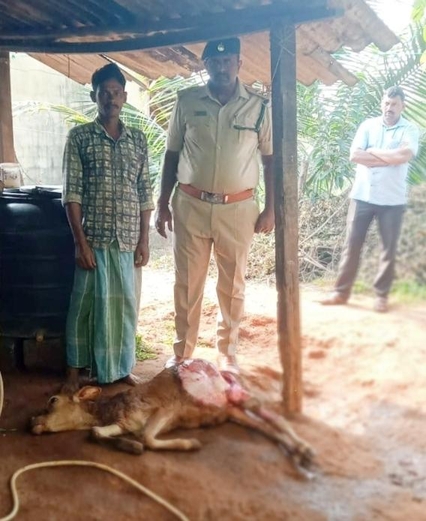 ಕುಕ್ಕೇಡಿ: ಚಿರತೆ ದಾಳಿಗೆ ಹಸು బలి