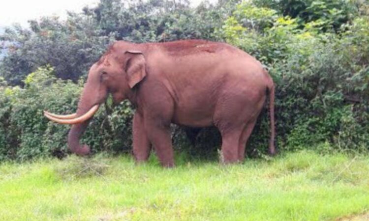 ಸುಳ್ಯ -ಪುತ್ತೂರು-ಕೇರಳದ ಗಡಿಭಾಗದ ಮಂಡೆಕೋಲು, ಮೂರೂರು, ಬೆಳ್ಳಿಪ್ಪಾಡಿ ಹಾಗೂ ಪಂಜಿಕಲ್ಲು ಪರಿಸರದಲ್ಲಿ ತೋಟಕ್ಕೆ ಕಾಡಾನೆ ನುಗ್ಗಿ  ಅಪಾರ ಕೃಷಿ ನಾಶ