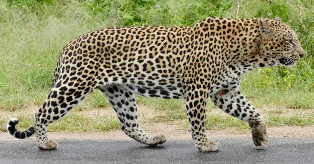 ಮರ್ಕಂಜ – ಮಡಪ್ಪಾಡಿ ಶೆಟ್ಟಿಮಜಲಿನಲ್ಲಿ ಮತ್ತೆ ಚಿರತೆಯ ಉಪಟಳ      ಆತಂಕದಲ್ಲಿ ಗ್ರಾಮಸ್ಥರು