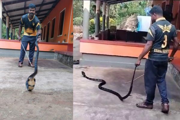 ಬೆಳ್ತಂಗಡಿ – ಮನೆಗೆ ನುಗ್ಗಿದ ಕಾಳಿಂಗ ಸರ್ಪದ ರಕ್ಷಣೆ ವೇಳೆ ಅಟ್ಯಾಕ್