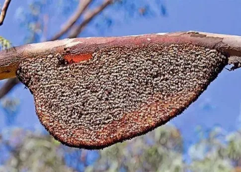 ಬೆಳ್ತಂಗಡಿ : ಹೆಜ್ಜೇನು ದಾಳಿ ; 6 ಮಂದಿಗೆ ಗಾಯ