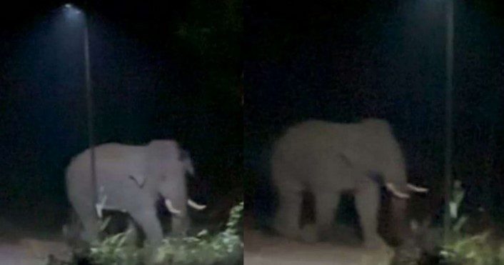 ಕಡಬ: ಕೋಡಿಂಬಾಳದ ಪುಳಿಕುಕ್ಕು ಕಾಡಲ್ಲಿ ಉಳಿದುಕೊಂಡ ಒಂಟಿ ಸಲಗ