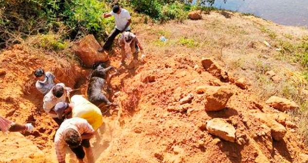 ಕುಮಾರಧಾರ ನದಿಯಲ್ಲಿ ಮೂರು ದಿನದಿಂದ ಸತ್ತು ತೇಲುತ್ತಿದ್ದ ದನದ ದಫನ ಮಾಡಿದ ರವಿ ಕಕ್ಕೆ ಪದವು ತಂಡ