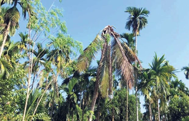 ಸುಳ್ಯ : ಮಂಡೆಕೋಲು ಗ್ರಾಮದಲ್ಲಿ ಸಾಯುತ್ತಿರುವ ತೆಂಗಿನ ಮರಗಳು ; ಅಧಿಕಾರಿಗಳ ಭೇಟಿ, ಪರಿಶೀಲನೆ