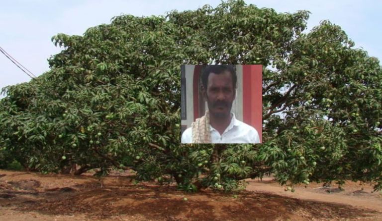 ಮಾವಿನ ಮಿಡಿ ಕೊಯ್ಯುವಾಗ ದುರಂತ,ಮರದಿಂದ ಬಿದ್ದು ವ್ಯಕ್ತಿ ಮೃತ್ಯು..!