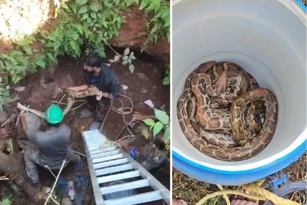 ಮಂಗಳೂರು – ಬಾವಿಯಲ್ಲಿ ಬಿದ್ದಿದ್ದ ಹೆಬ್ಬಾವುಗಳ ರಕ್ಷಣೆ