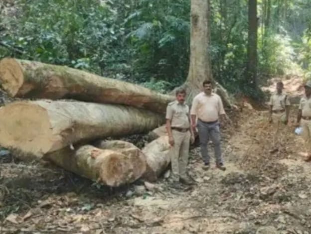 ಬೆಳ್ತಂಗಡಿ : ಅಕ್ರಮವಾಗಿ ಮರ ಕಡಿದ ಪ್ರಕರಣ; ನಾಲ್ವರು ವಶಕ್ಕೆ