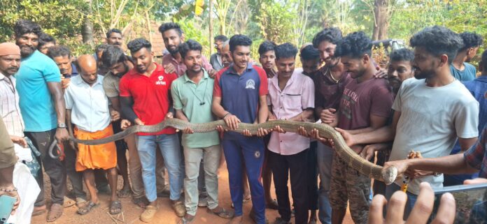 ಕಡಬದಲ್ಲಿ ಹೆಬ್ಬಾವೆಂದು ಅಟ್ಟಾಡಿಸಿಕೊಂಡು ಹೋದ ಯುವಕರ ಕಂಡು ಬುಸುಗುಟ್ಟಿದ ಹಾವು!