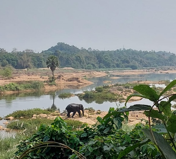 ಉಪ್ಪಿನಂಗಡಿ : ಒಂಟಿ ಸಲಗ ಪ್ರತ್ಯಕ್ಷ- ಸ್ಥಳೀಯರು ಆತಂಕ
