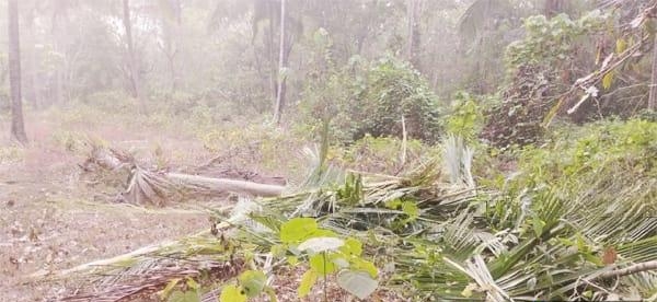 ಬೆಳ್ತಂಗಡಿ : ಬೈಕ್ ಸವಾರನಿಗೆ ಎದುರಾದ ಕಾಡಾನೆ: ಮಕ್ಕಳ ಸಹಿತ ಕೃಷಿಕ ಜಾರ್ಜ್ ಕೆ.ಜೆ‌. ಅಪಾಯದಿಂದ ಪಾರು