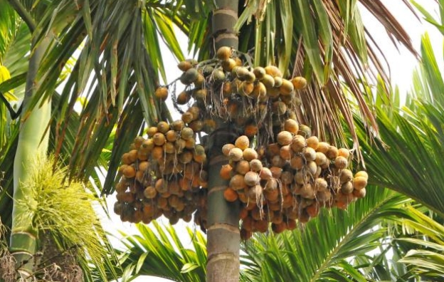 ಅಡಿಕೆ ಬೆಳೆಗಾರರಿಗೆ ಶಾಕ್‌ : ಶ್ರೀಲಂಕಾದಿಂದ 5 ಲಕ್ಷ ಟನ್‌ ಅಡಿಕೆ ಆಮದು ಒಪ್ಪಂದ