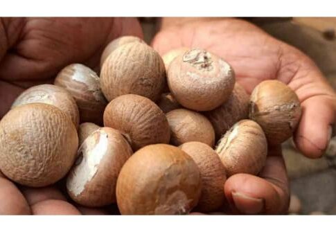 ಏರಿಕೆಯ ಹಾದಿಯಲ್ಲಿ ಅಡಿಕೆ ಧಾರಣೆ : ಬೆಳೆಗಾರರ ಮುಖದಲ್ಲಿ ಮಂದಹಾಸ