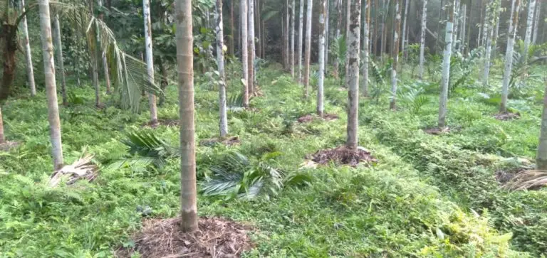 ಬಡಗನ್ನೂರು : ಕಾಡು ಹಂದಿ ದಾಳಿಯಿಂದ ಕೃಷಿ ನಾಶ