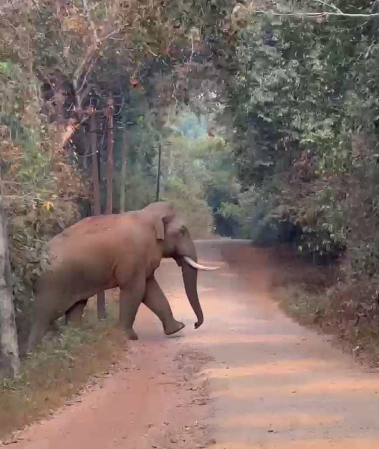 ಕುಕ್ಕೆ ಸುಬ್ರಹ್ಮಣ್ಯ ಐನೆಕಿದು ಶಾಲೆ ಬಳಿ ರಸ್ತೆ ದಾಟಿ ಆತಂಕ ಸೃಷ್ಟಿಸಿದ ಒಂಟಿ ಸಲಗ..!