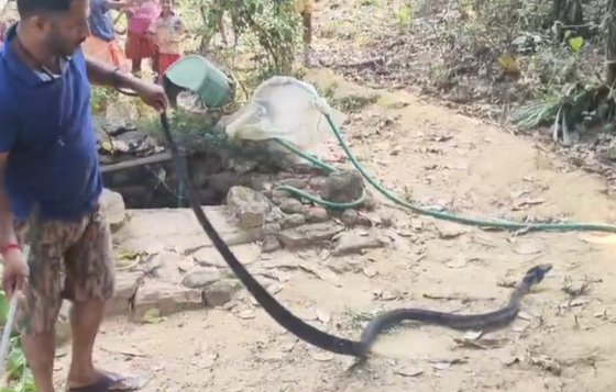 ಬೆಳ್ತಂಗಡಿ : ಬಾವಿಗೆ ಬಿದ್ದ ಕಾಳಿಂಗ ಸರ್ಪ; ರಕ್ಷಣೆ ಮಾಡಿದ ಸ್ನೇಕ್ ಅಶೋಕ್…!