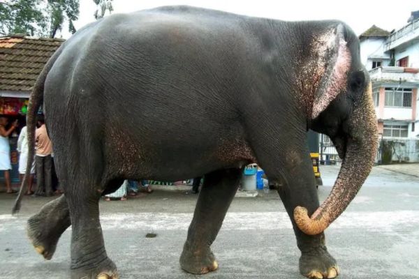 ಬೆಳ್ತಂಗಡಿ : ಶಿವರಾತ್ರಿಯಂದೇ ಧರ್ಮಸ್ಥಳದ ಆನೆ ಲತಾ ನಿಧನ