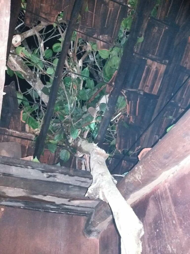 ಆಲೆಟ್ಟಿಯಲ್ಲಿ ಮನೆ ಮೇಲೆ ಉರುಳಿ ಬಿದ್ದ  ಬೃಹತ್ ಮರ : ಅಪಾರ ಹಾನಿ