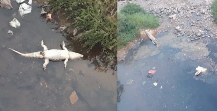 ಕುಮಾರಧಾರ ನದಿಯಲ್ಲಿ ಸತ್ತು ತೇಲುತ್ತಿರುವ ಮೊಸಳೆ:ಕಲುಷಿತಗೊಂಡ ನದಿ ನೀರೇ ಜಲಚರಗಳ ಸಾವಿಗೆ ಕಾರಣ ಶಂಕೆ.