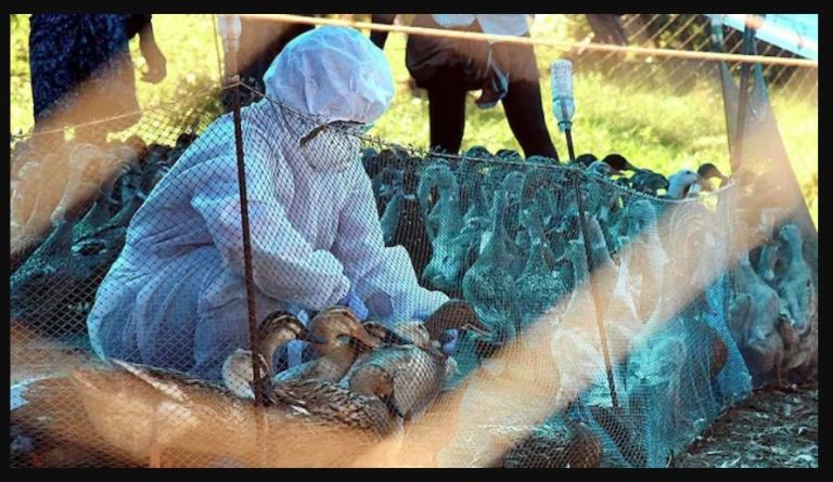 ಕೇರಳದಲ್ಲಿ ಮತ್ತೆ ಕಾಣಿಸಿಕೊಂಡ ಹಕ್ಕಿ ಜ್ವರ : ಕುಕ್ಕುಟೋಧ್ಯಮದ ಮೇಲೆ ಕರಿ ನೆರಳ ಛಾಯೆ :ಹೈ ಅಲರ್ಟ್ ಘೋಷಣೆ..!