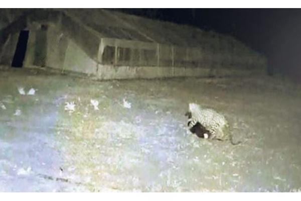 ಬೆಳ್ತಂಗಡಿ : ಸಾಕುನಾಯಿಯನ್ನು ಹೊತ್ತೊಯ್ದ ಚಿರತೆ..!! ಭಯ ಭೀತರಾದ ಜನತೆ