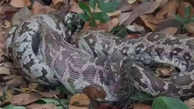 ಮಂಗಳೂರು : .ಹೆಬ್ಬಾವಿನ ದೇಹದಲ್ಲಿ ಬರೋಬ್ಬರಿ 11 ಬುಲೆಟ್‌ ಪತ್ತೆ!