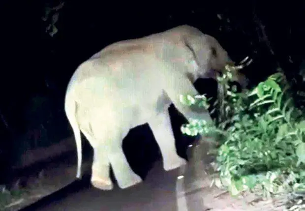 ಕರ್ನಾಟಕ-ಕೇರಳ ಗಡಿ ಪ್ರದೇಶದ ಮಂಡೆಕೋಲು ಸಮೀಪದ ಮುರೂರು ಚೆಕ್‌ಪೋಸ್ಟ್‌ ಬಳಿ ಗುರುವಾರ ರಾತ್ರಿ  ಪ್ರತ್ಯಕ್ಷಗೊಂಡ ಕಾಡಾನೆ