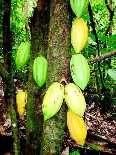 ಕೊಕೋ ಧಾರಣೆಯಲ್ಲಿ ದಿಡೀರ್ ಇಳಿಕೆ :325 ರ ಗಡಿ ದಾಟಿದ್ದ ಕೊಕೋ ದಾರಣೆ ಇಂದು 290 ಕ್ಕೆ ಇಳಿಕೆ