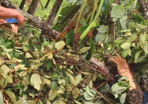 ಸುಬ್ರಹ್ಮಣ್ಯ ತೋಟದಲ್ಲಿ ಕಟ್ಟಿದ್ದ ದನಗಳನ್ನು ಕರೆತರುವ ವೇಳೆ ಮೈಮೇಲೆ ಬಿದ್ದ ಭಾರೀ ಗಾತ್ರದ ಮರ:  ಮಹಿಳೆ  ಸ್ಥಳದಲ್ಲೇ ಸಾವು.