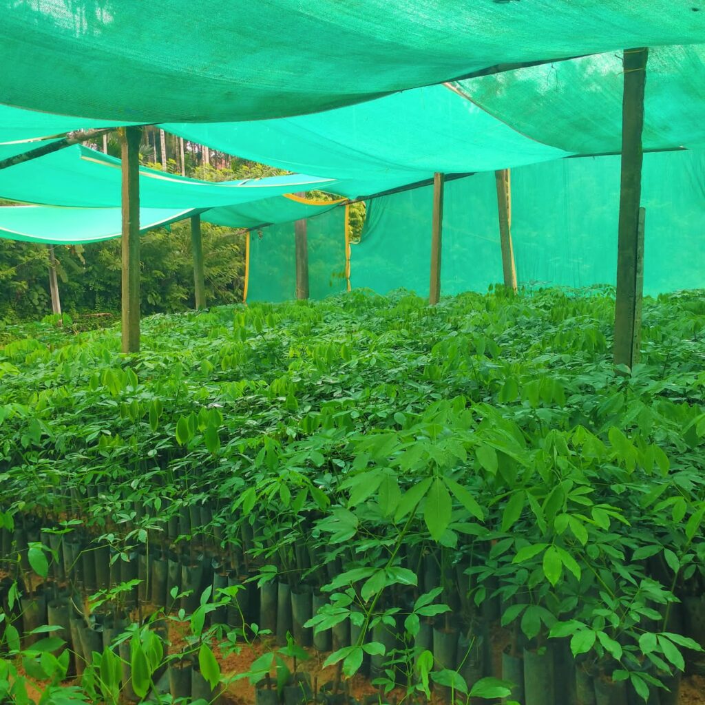 ರೈತರನ್ನು ಕೈ ಬೀಸಿ ಕರೆಯುತ್ತಿರುವ ಸುಳ್ಯದ ದೇವ ನರ್ಸರಿ