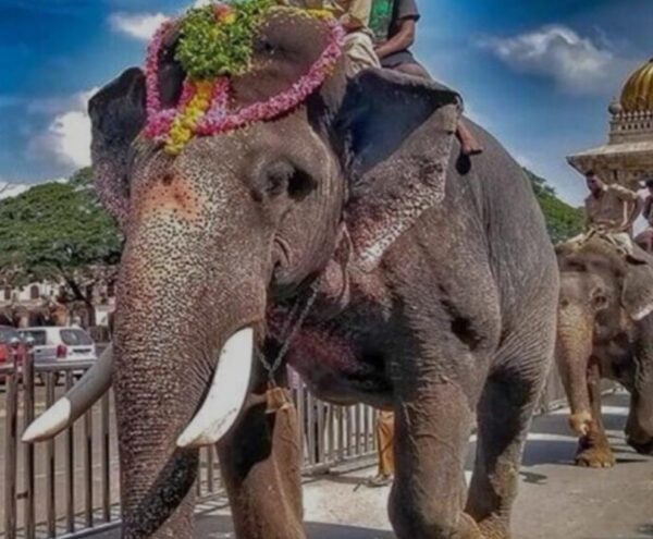 ದಸರಾ ಮಹೋತ್ಸವದಲ್ಲಿ ಪಾಲ್ಗೊಂಡಿದ್ದ ಆನೆ ಅಶ್ವತ್ಥಾಮ ಇನ್ನಿಲ್ಲ