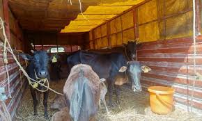 ಜಾನುವಾರುಗಳನ್ನು ಕಸಾಯಿಖಾನೆಗೆ ಅಕ್ರಮ ಸಾಗಾಟ ಮಾಡುತ್ತಿದ್ದಲ್ಲಿಗೆ ಮತ್ತು ಕಸಾಯಿಖಾನೆಗೆ. ಪುಂಜಾಲಕಟ್ಟೆ ಪೊಲೀಸರು ದಾಳಿ,ಮೂವರು ಆರೋಪಿಗಳು ಪರಾರಿ 