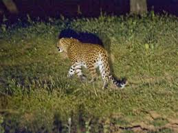 ಕೊಟ್ಟಿಗೆಗೆ ನುಗ್ಗಿ ಆಡು ಹೊತ್ತೊಯ್ದ ಚಿರತೆ : 