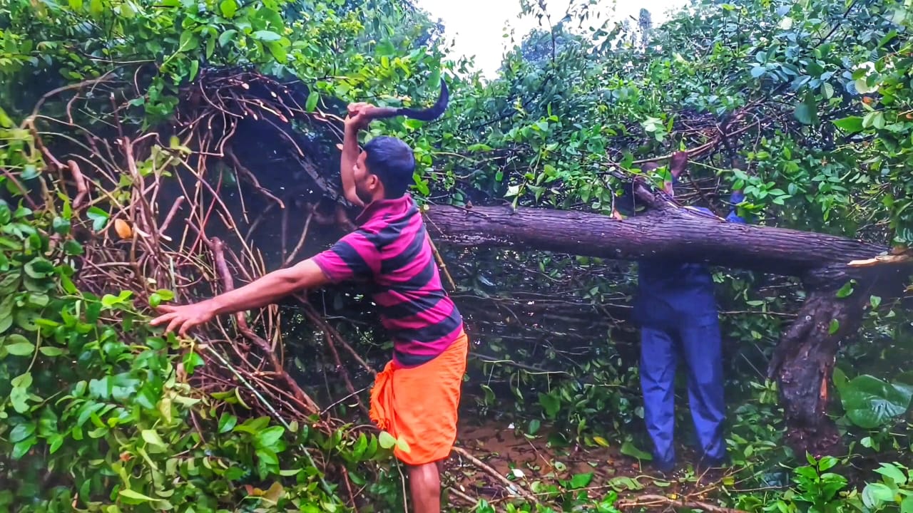 ಬೆಳ್ತಂಗಡಿಯ ಬನಾರಿಯಲ್ಲಿ ಮರ ಬಿದ್ದು  ರಸ್ತೆ ಬಂದ್ :ಗ್ರಾಮಸ್ಥರಿಂದ ತೆರವು ಕಾರ್ಯಾಚರಣೆ.